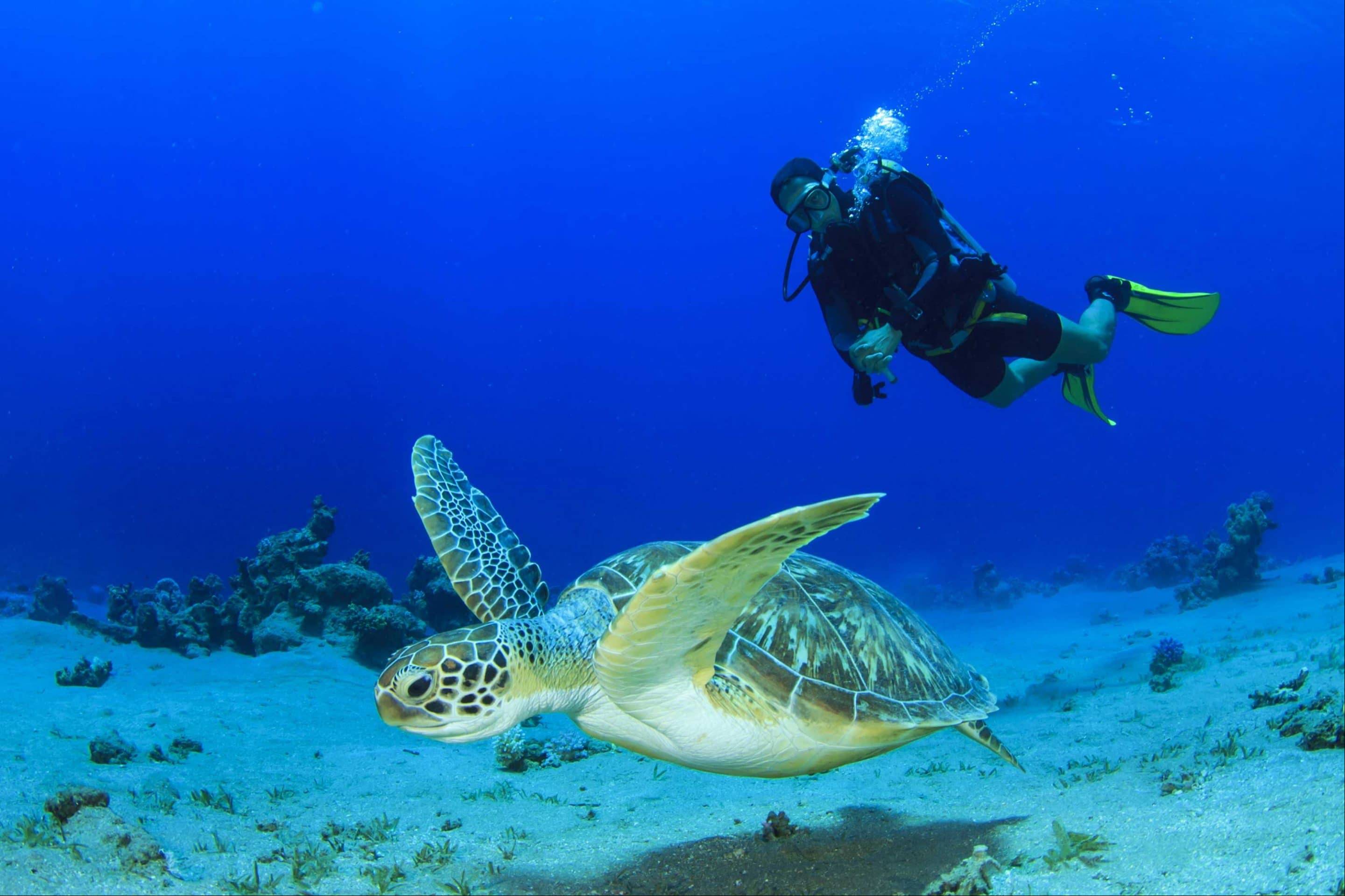 Scuba Experience Dive | Cook Island Aquatic Reserve — photo 2