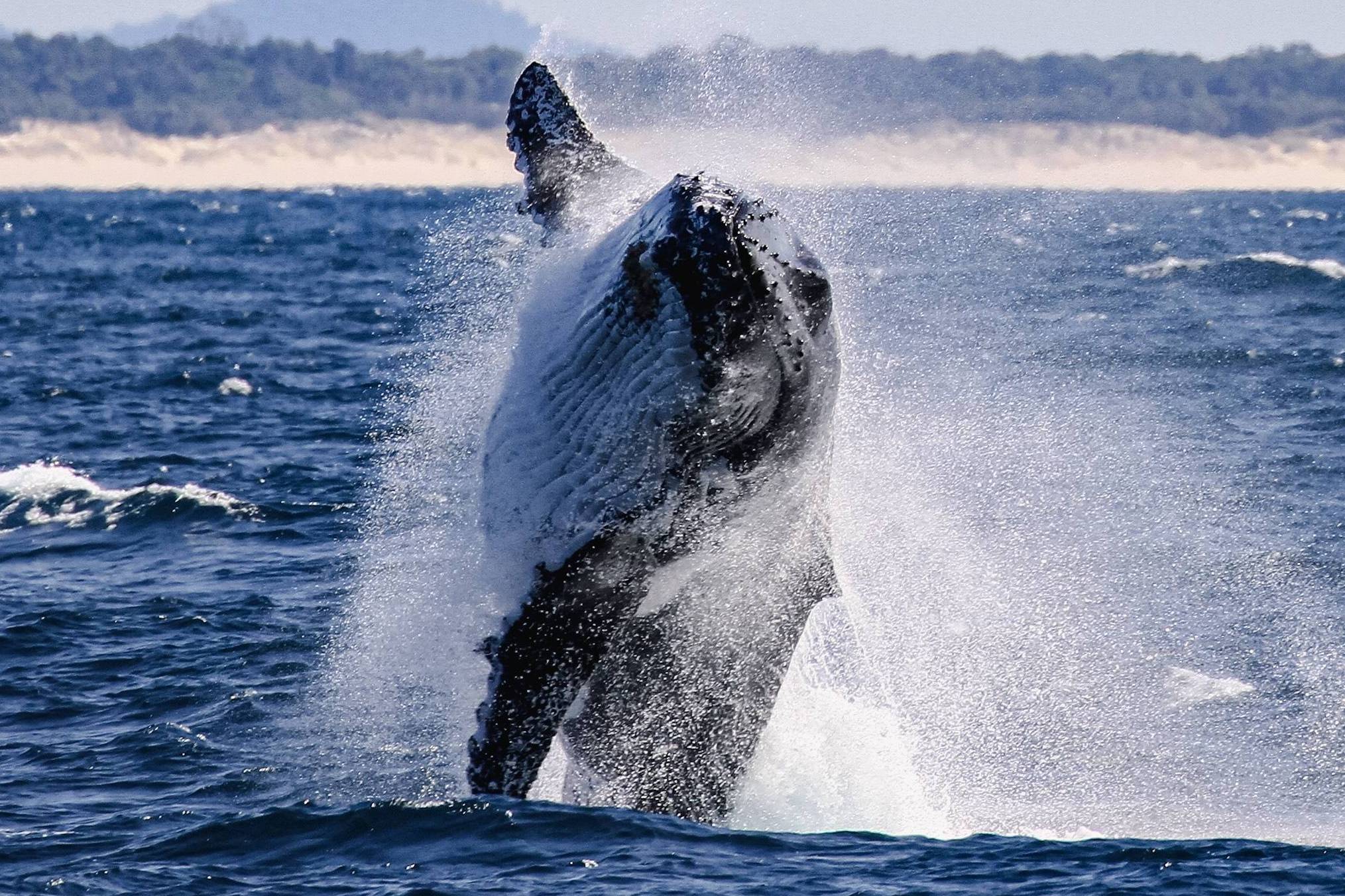Whale Watching — photo 2