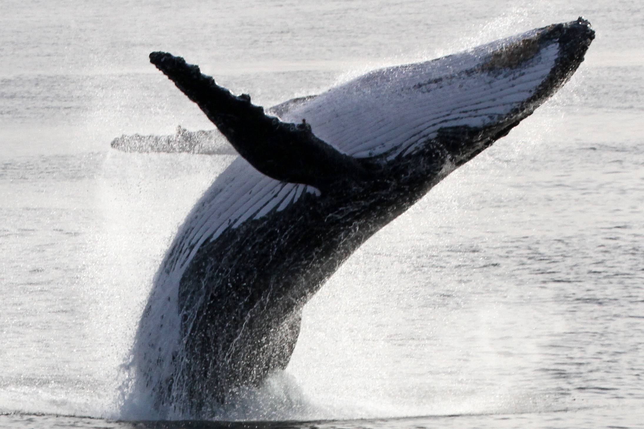 Luxury Whale Watching Experience — photo 2