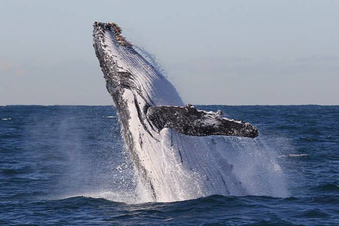 Whale Watching — photo 3
