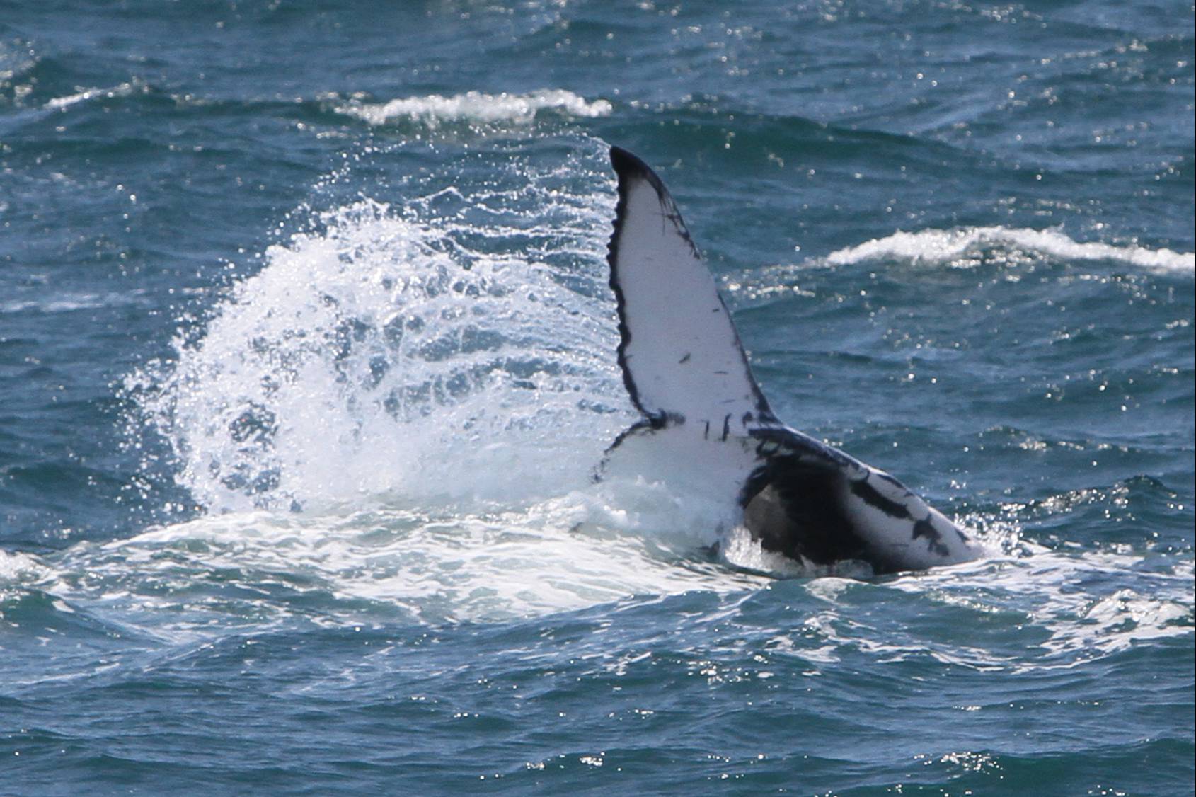 Luxury Whale Watching Experience — photo 3