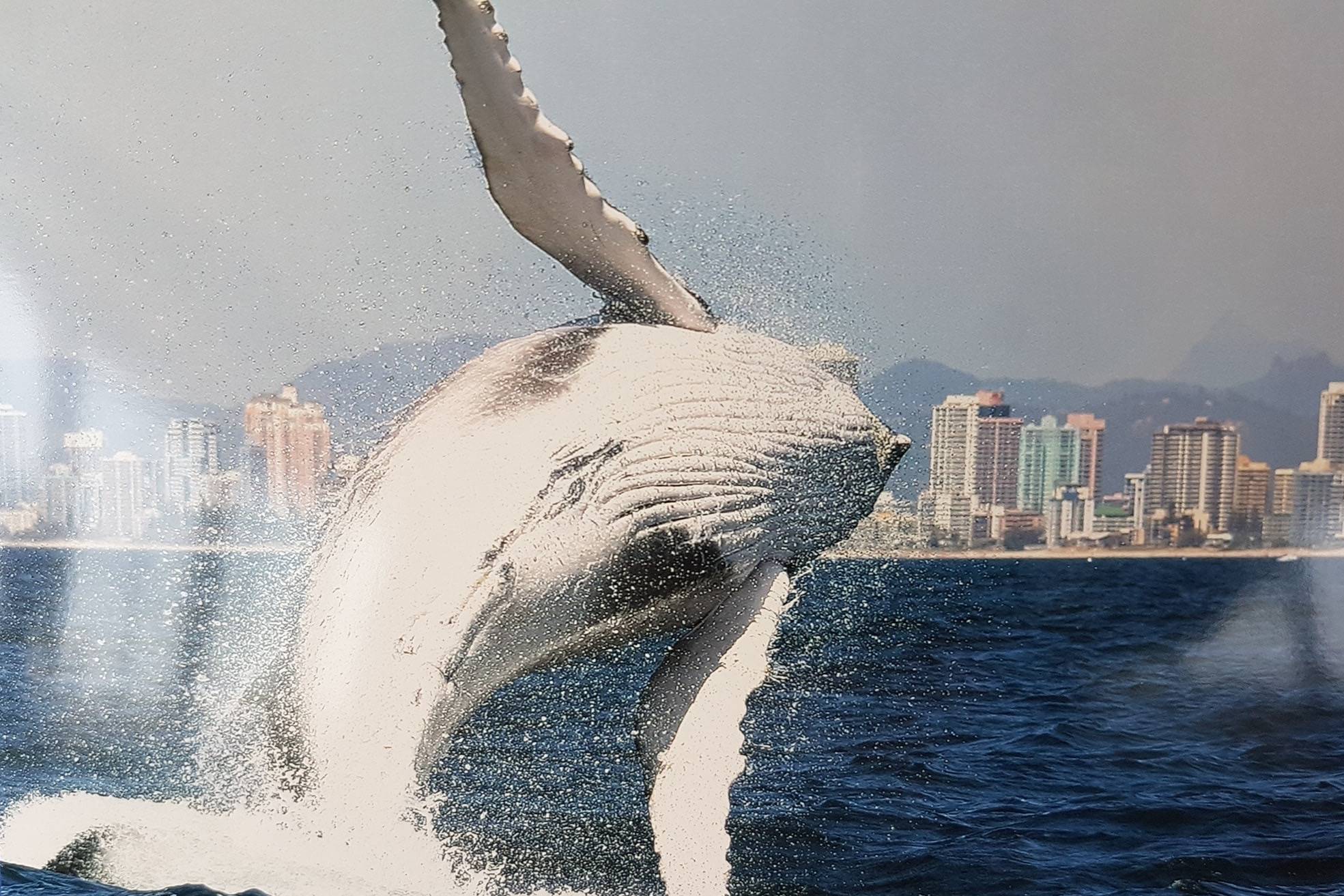 Luxury Whale Watching Experience — photo 4
