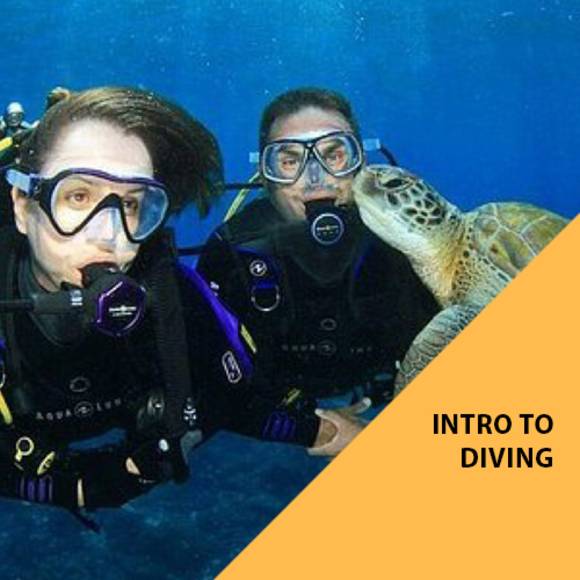 Scuba Experience Dive | Cook Island Aquatic Reserve — photo 4