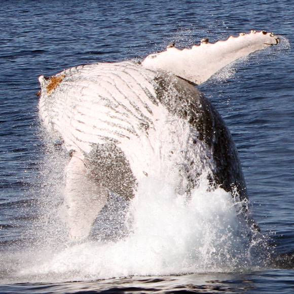 Luxury Whale Watching Experience — photo 5